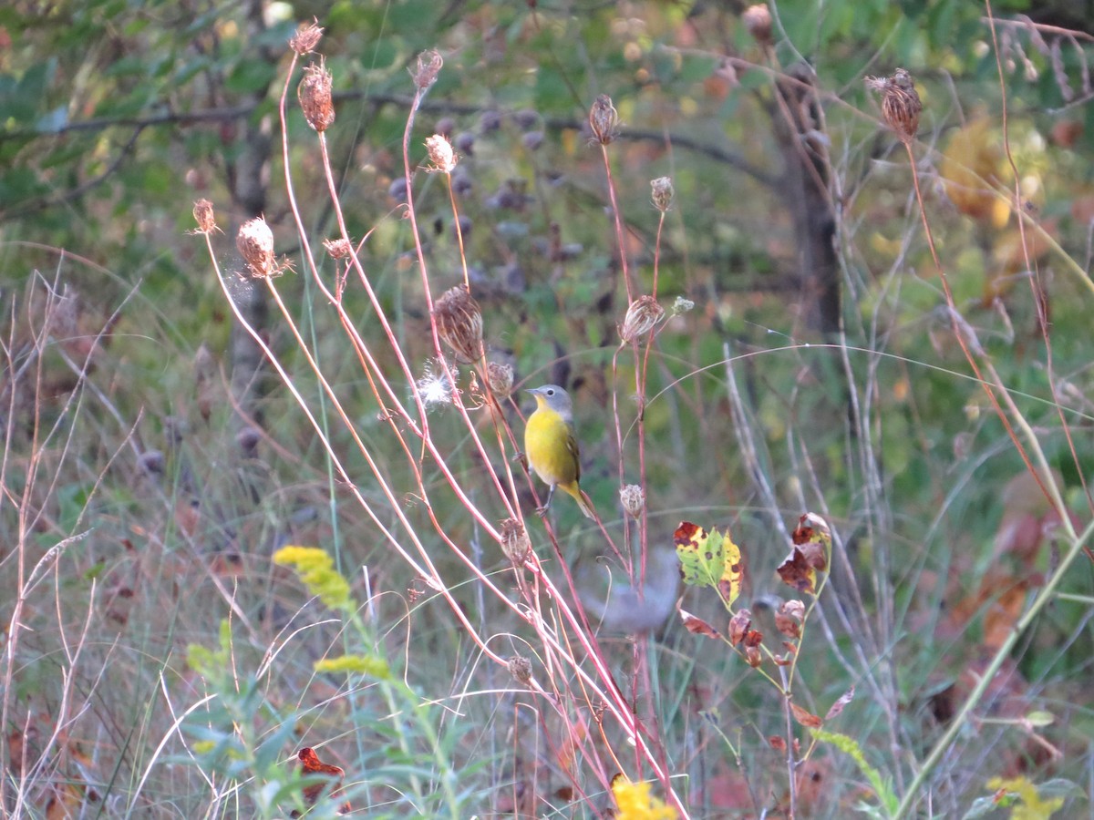 Nashville Warbler - ML623879680