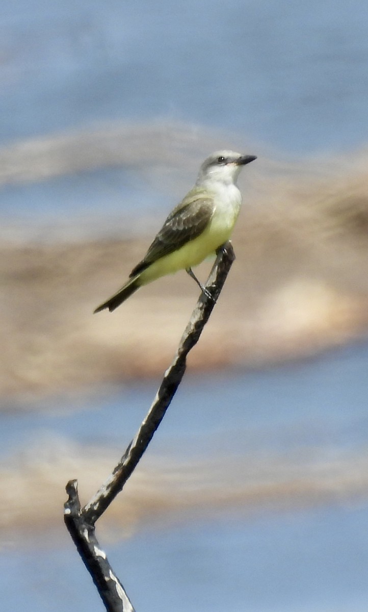 Western Kingbird - ML623879695