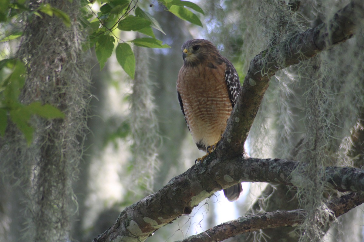 Red-shouldered Hawk (lineatus Group) - ML623879696