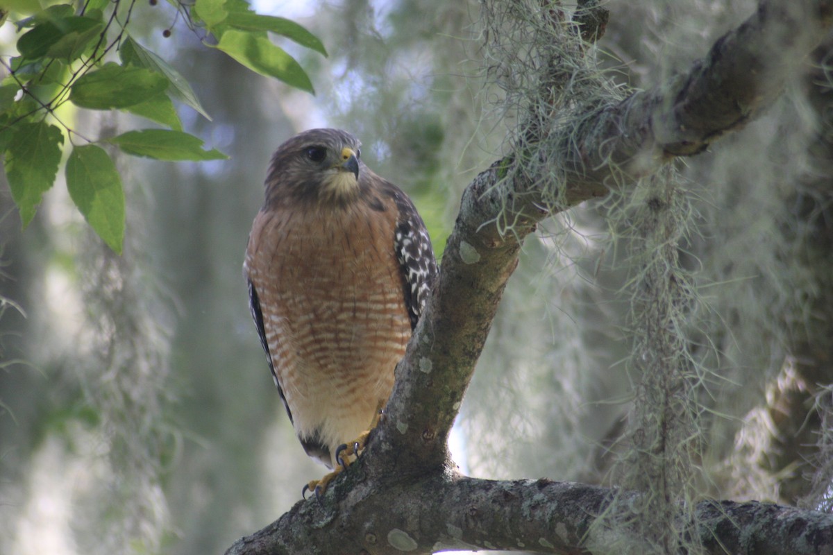 Red-shouldered Hawk (lineatus Group) - ML623879697