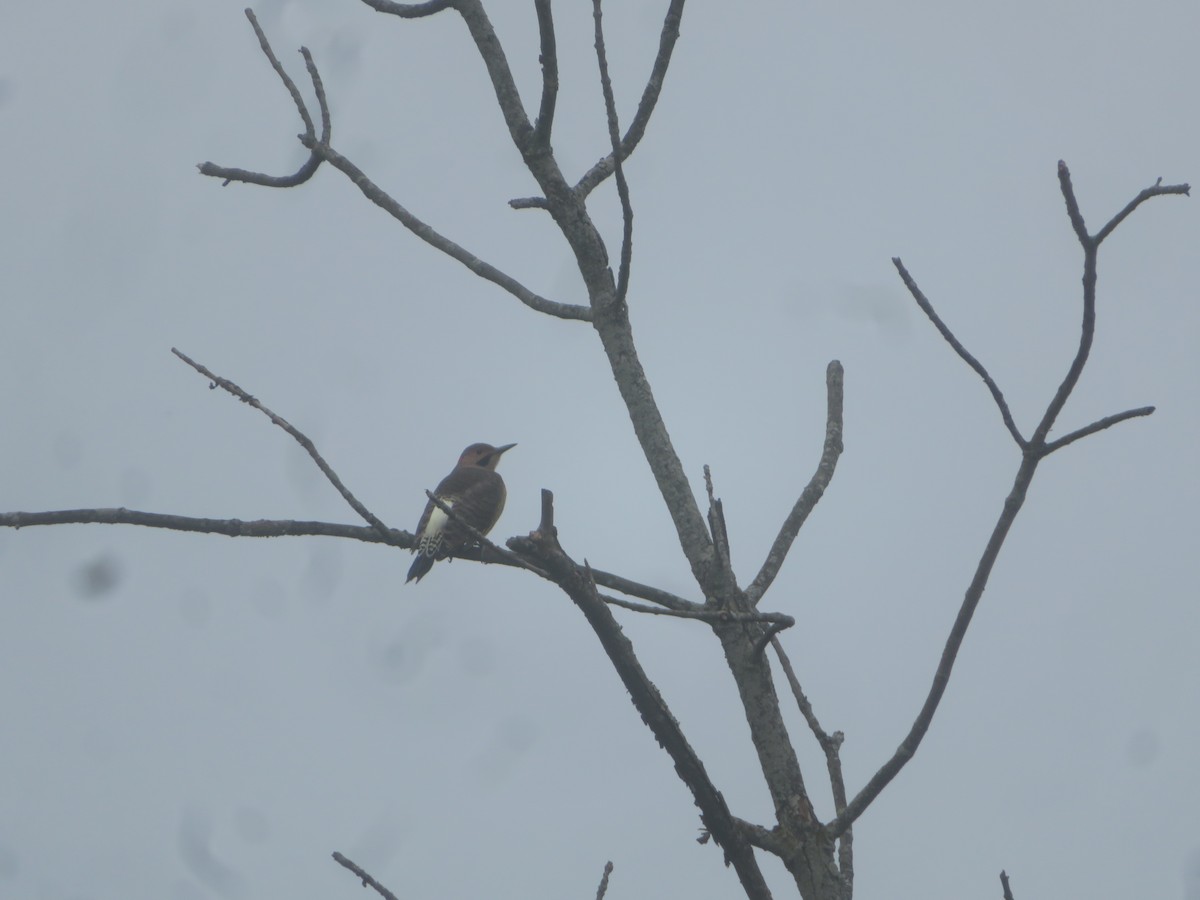 Northern Flicker - ML623879702