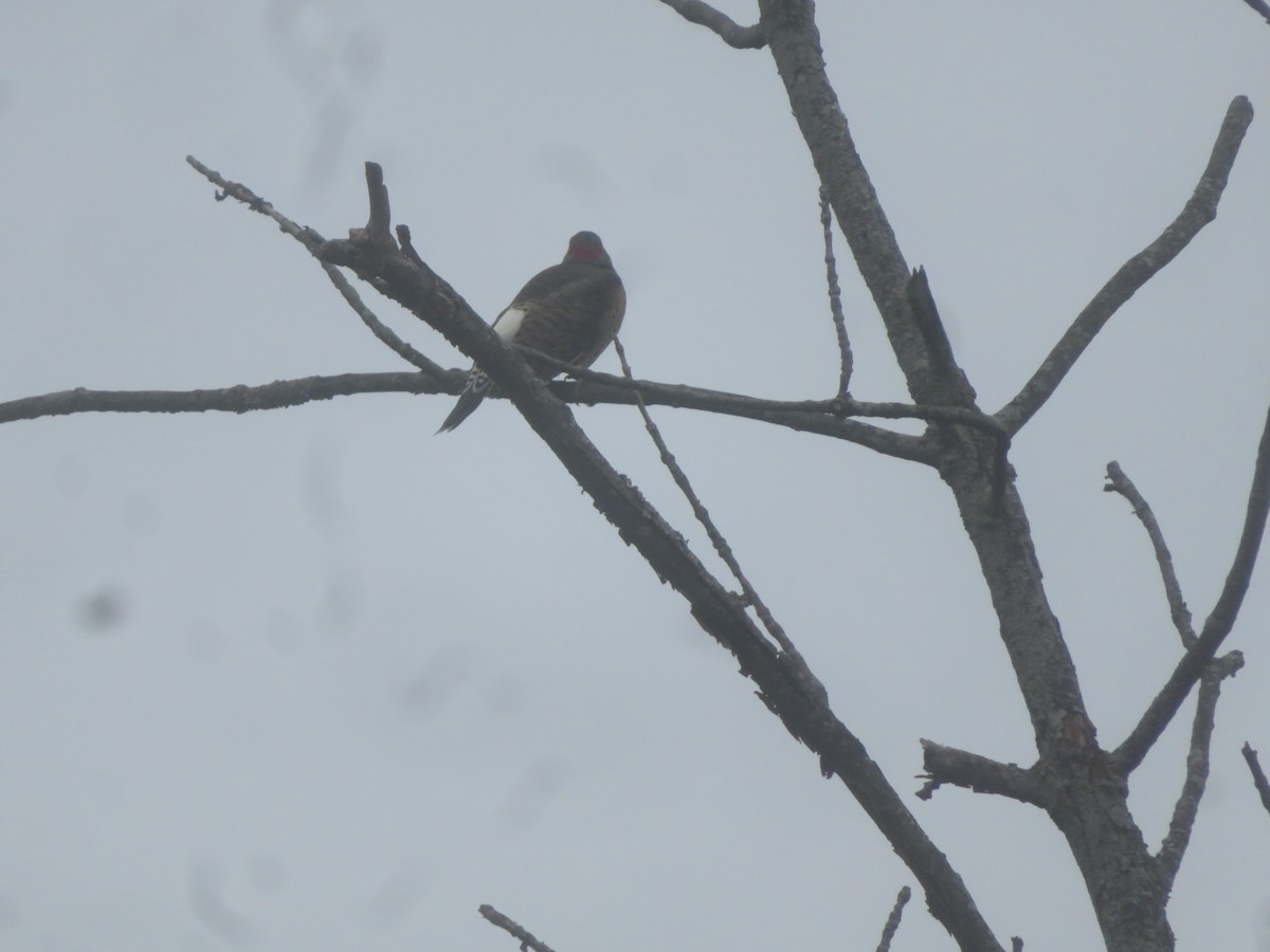 Northern Flicker - ML623879703