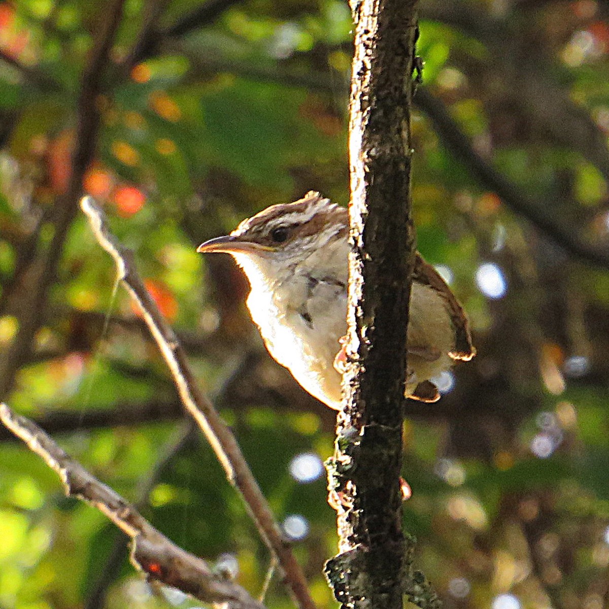 Carolina Wren - Marianne Friers