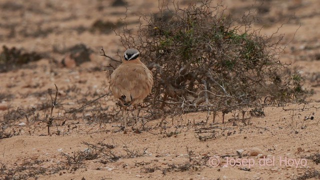 Cream-colored Courser - ML623879725