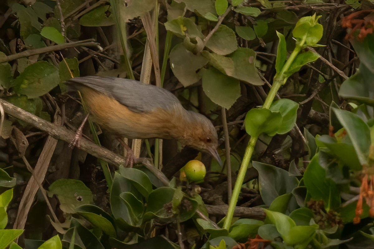 Red-faced Crombec - ML623879777