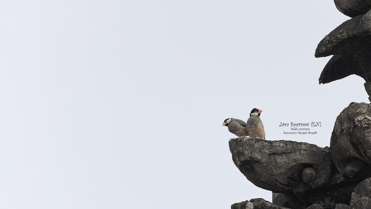 Java Sparrow - ML623879793