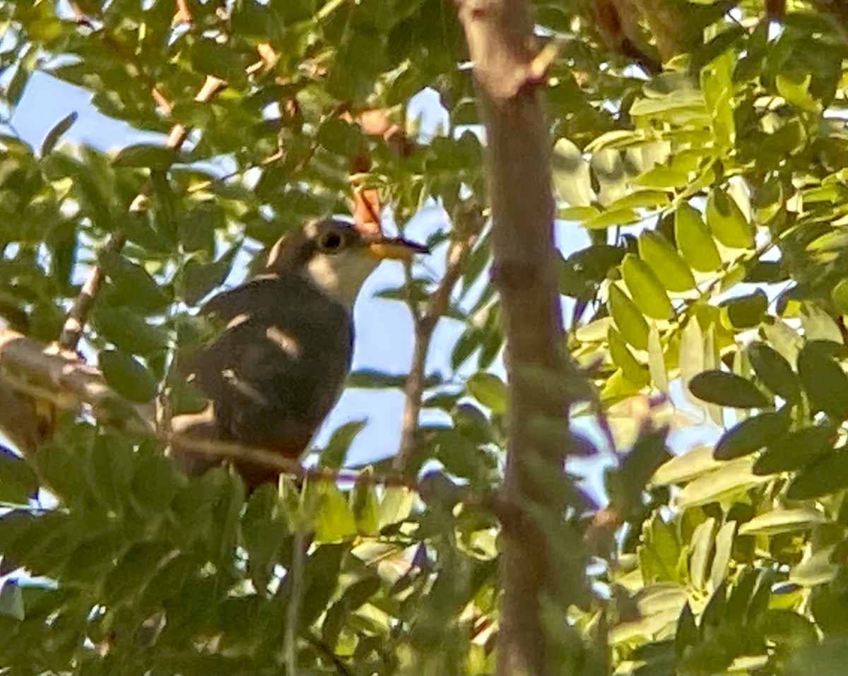 Yellow-billed Cuckoo - ML623879802