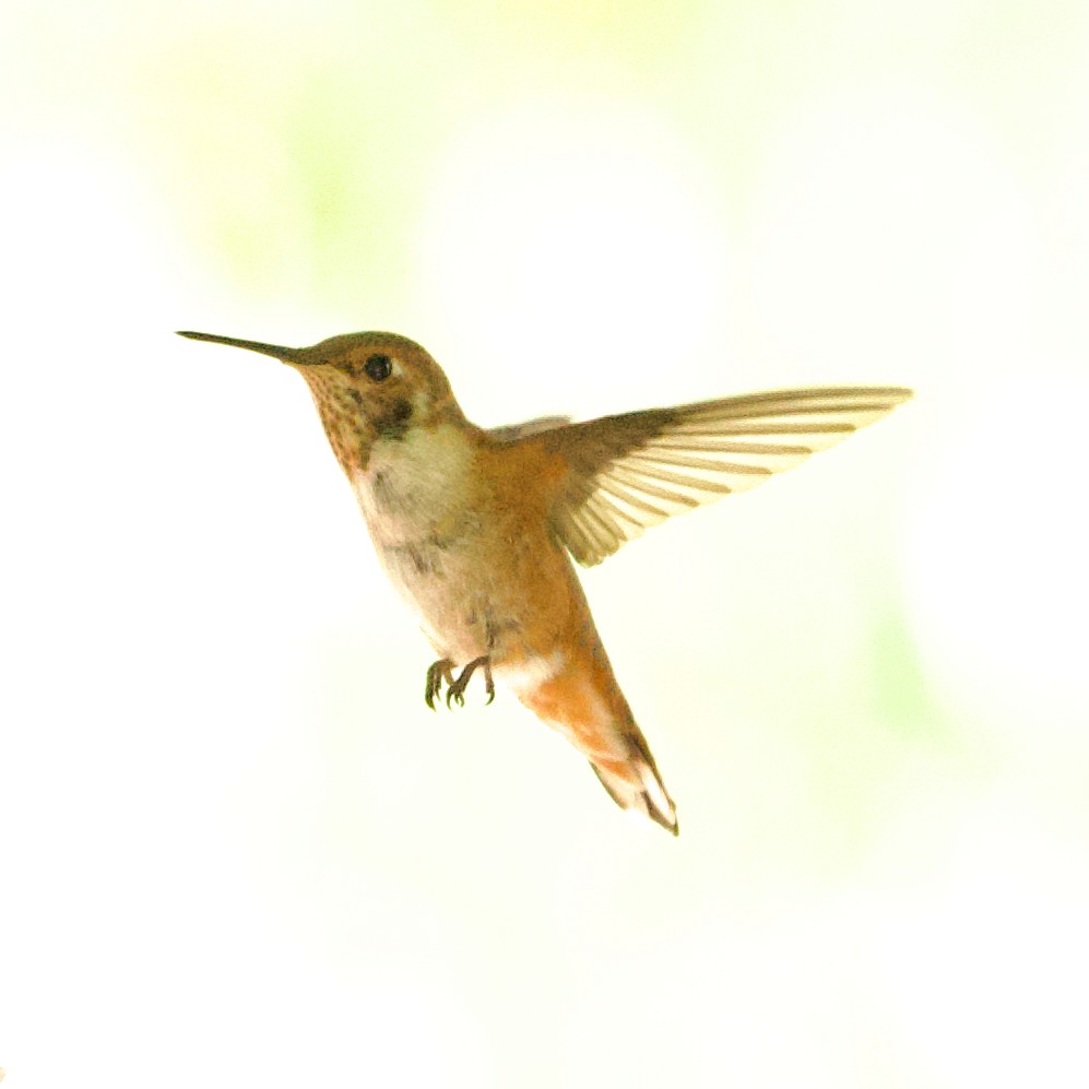 Rufous Hummingbird - ML623879805