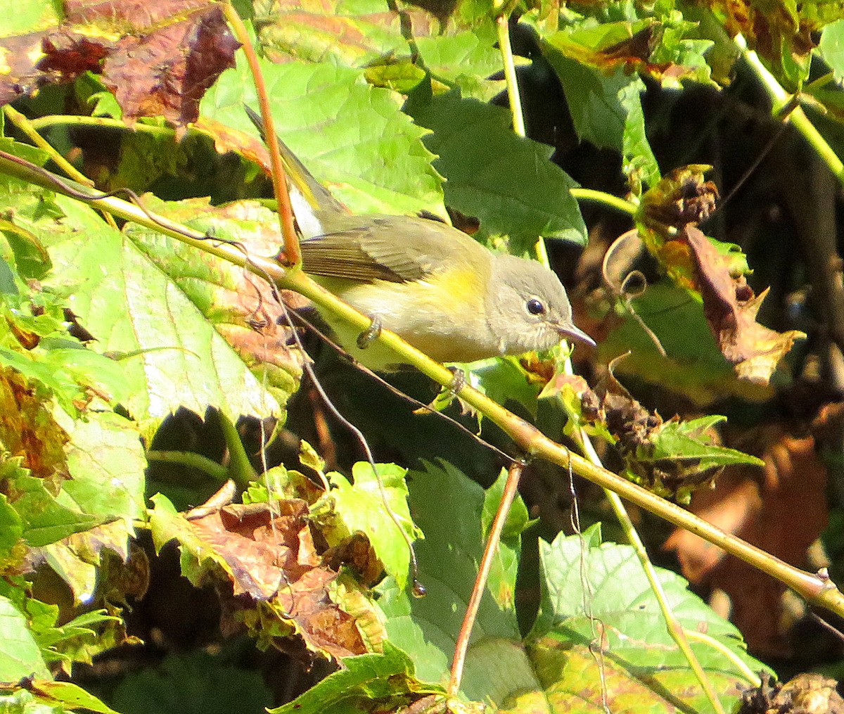 American Redstart - ML623879815