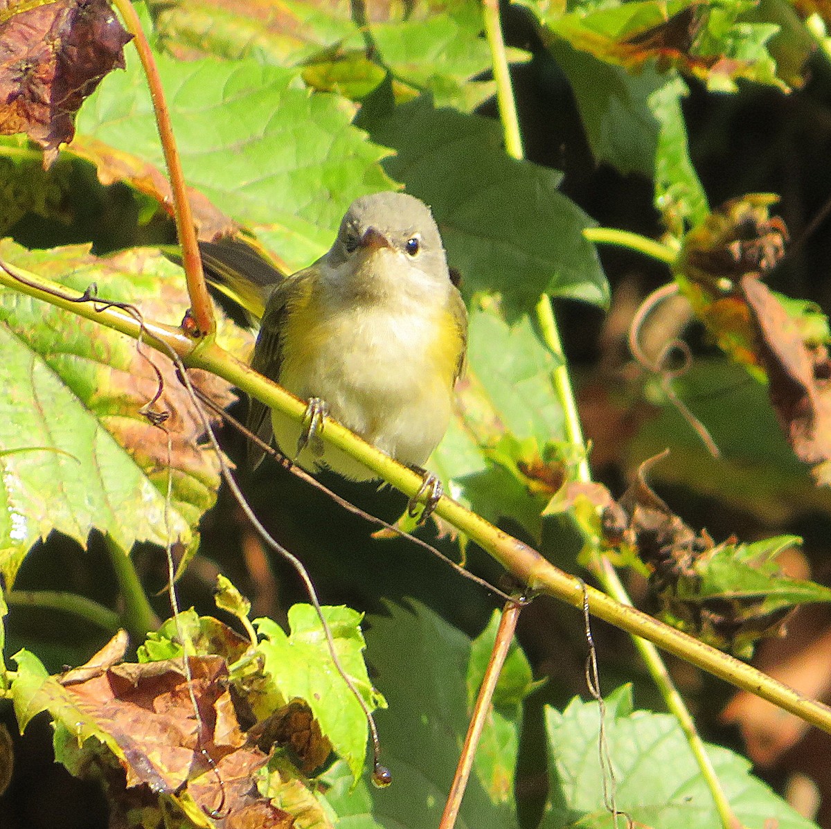 American Redstart - ML623879816