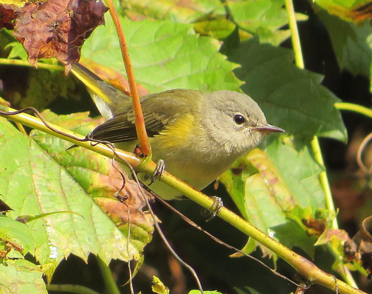 American Redstart - Marianne Friers