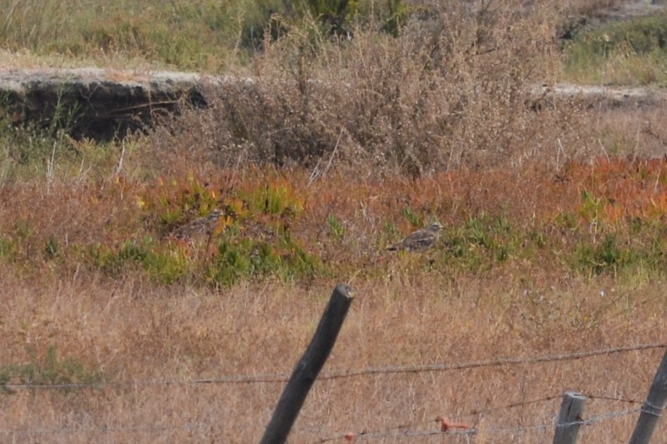 Eurasian Thick-knee - ML623879818