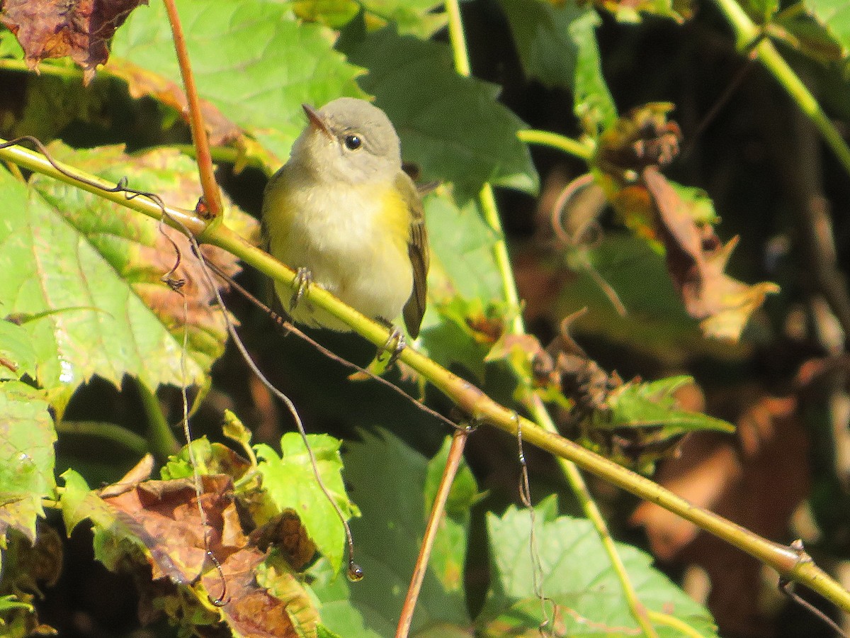 American Redstart - ML623879819