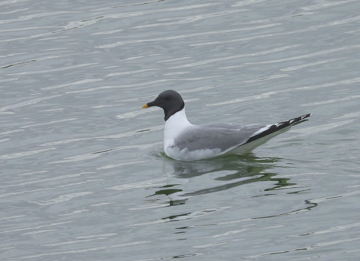 Sabine's Gull - ML623879822