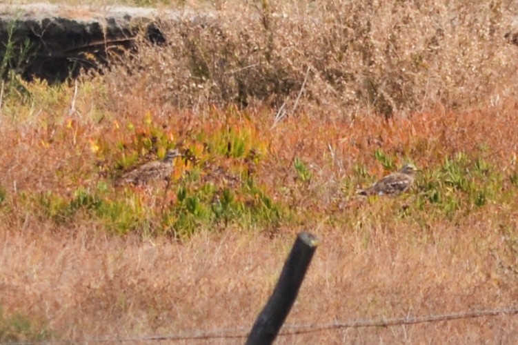 Eurasian Thick-knee - ML623879850