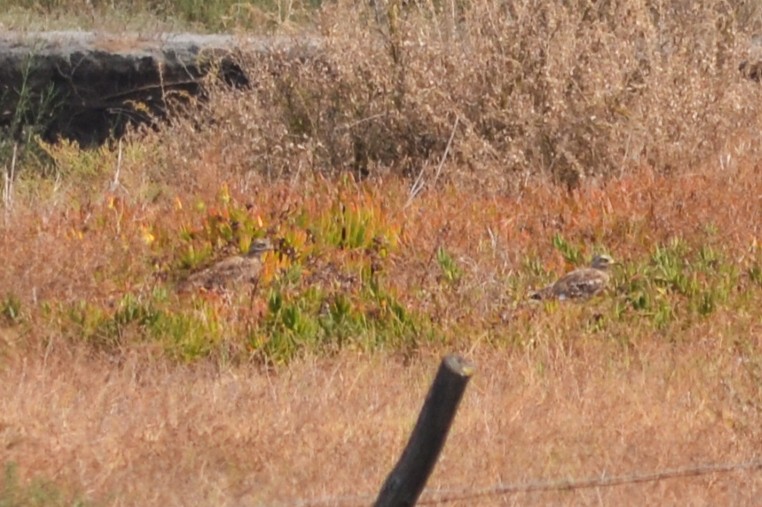 Eurasian Thick-knee - Paulo  Roncon