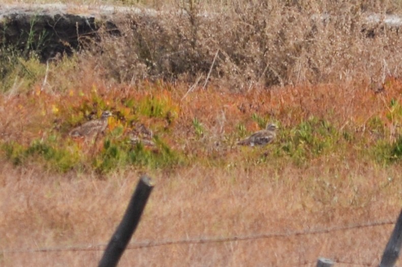 Eurasian Thick-knee - ML623879867