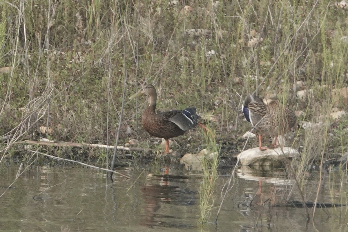 Mexican Duck - ML623879883