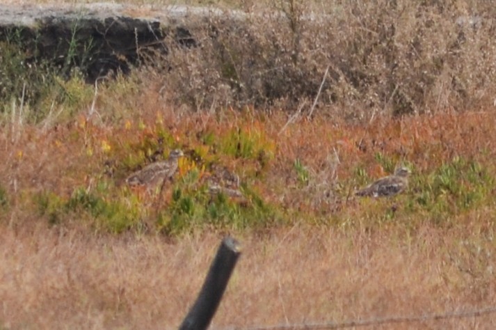 Eurasian Thick-knee - ML623879891