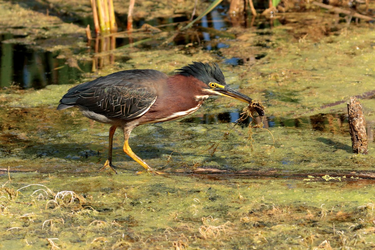 Green Heron - Maurice Raymond