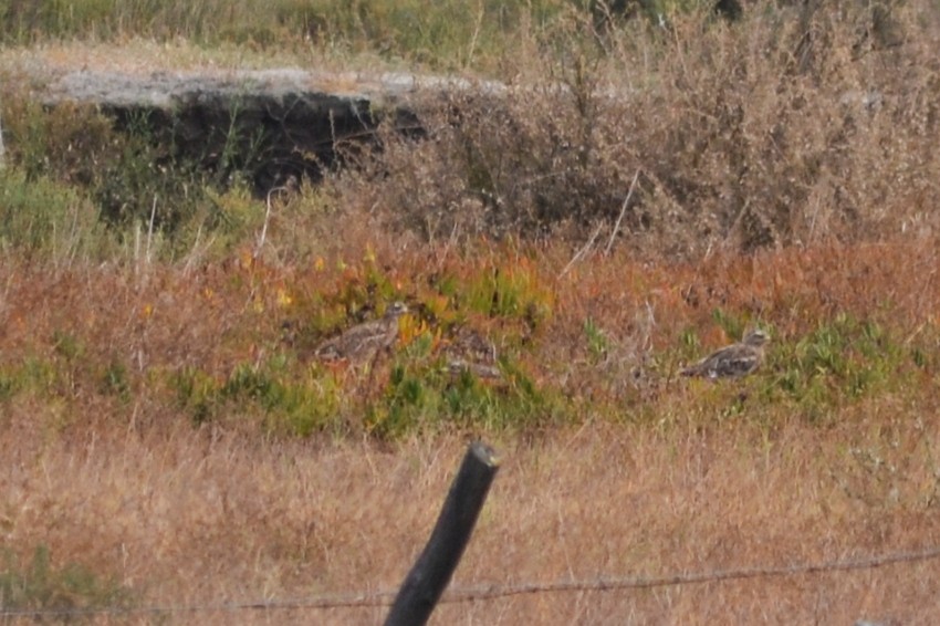 Eurasian Thick-knee - ML623879900