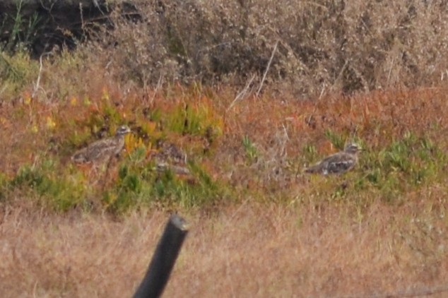 Eurasian Thick-knee - ML623879911