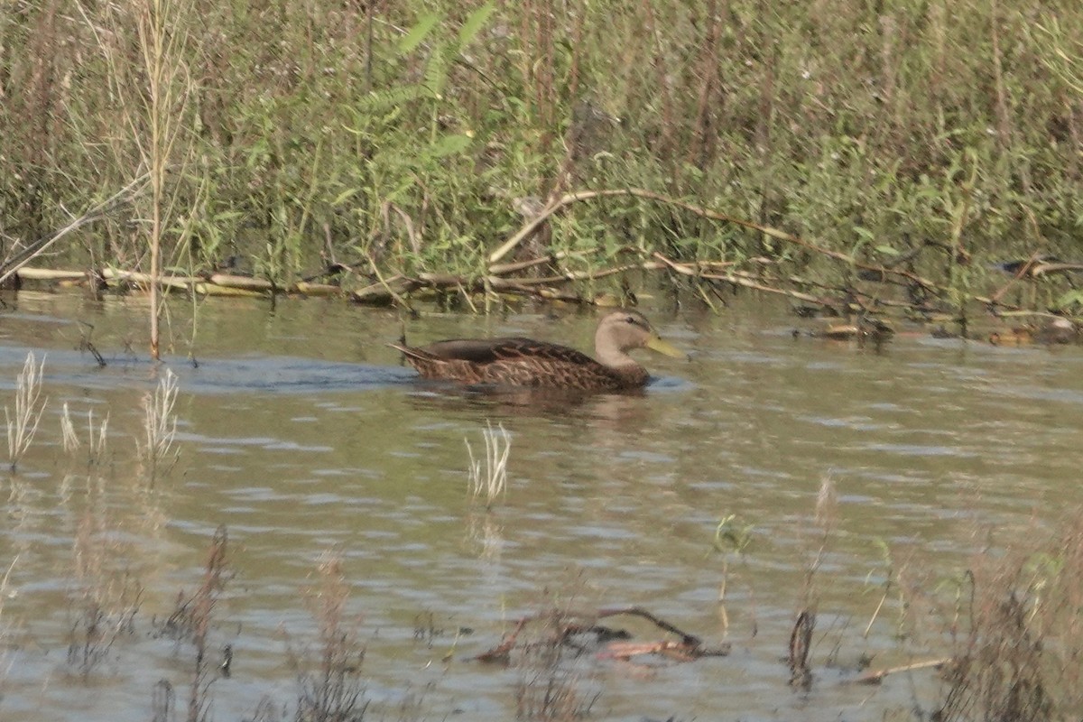 Mexican Duck - ML623879916