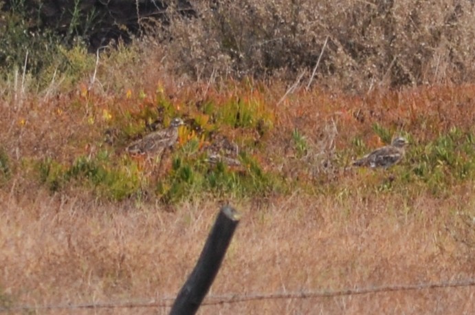 Eurasian Thick-knee - ML623879920