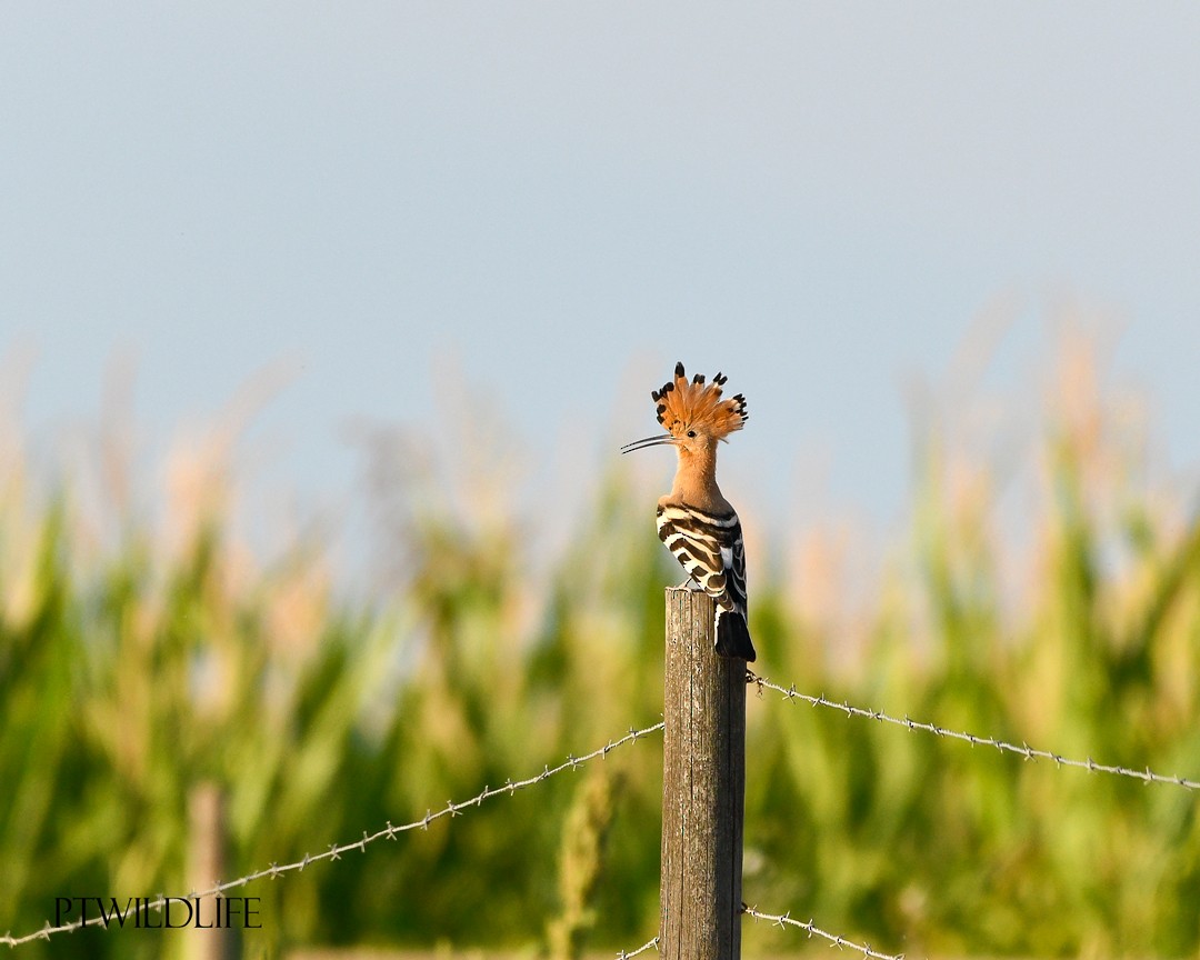 Eurasian Hoopoe - ML623879921