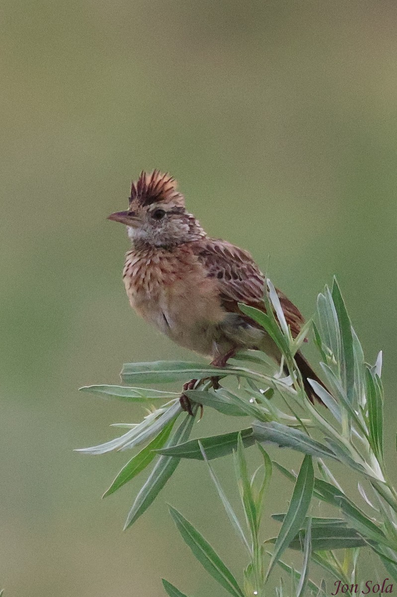 Rufous-naped Lark - Jon  Sola