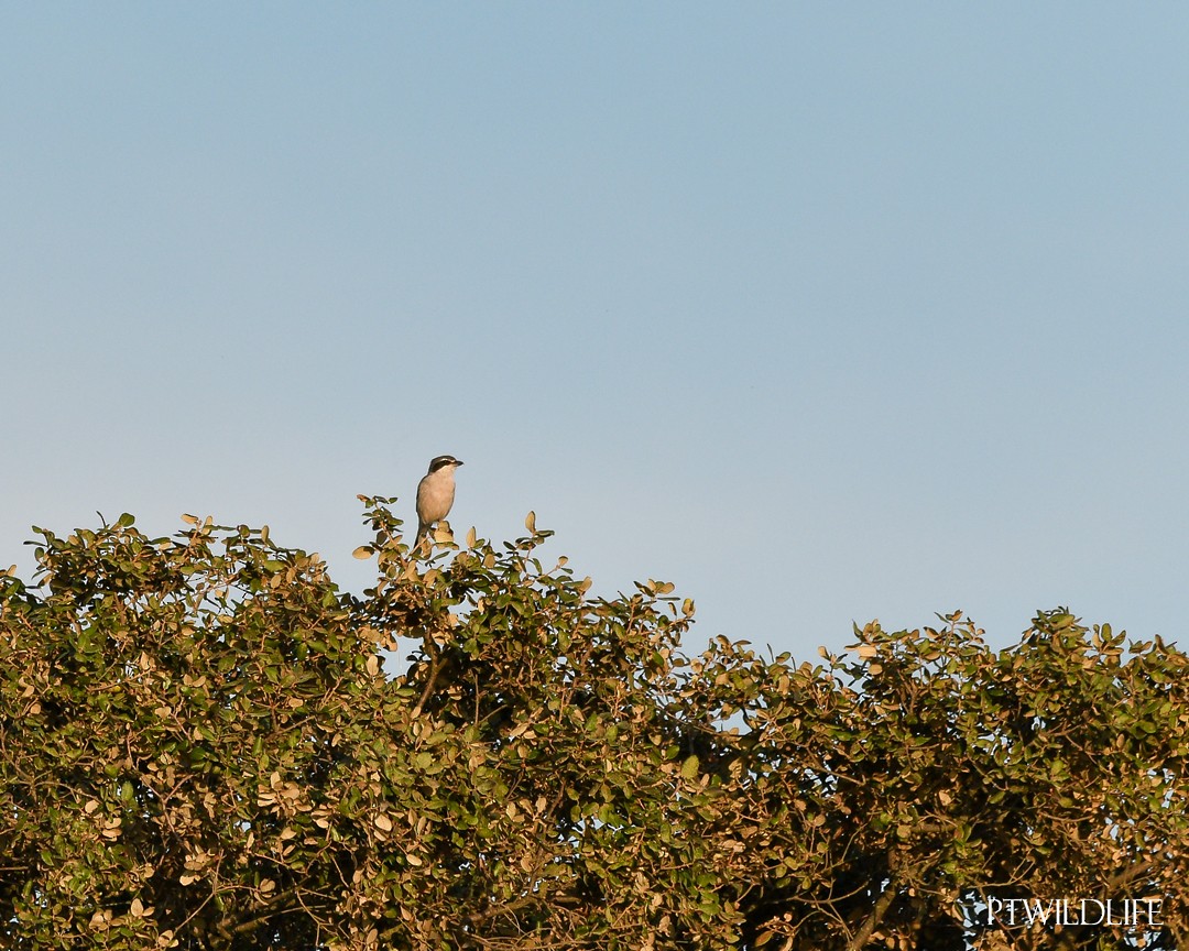 Iberian Gray Shrike - ML623879930