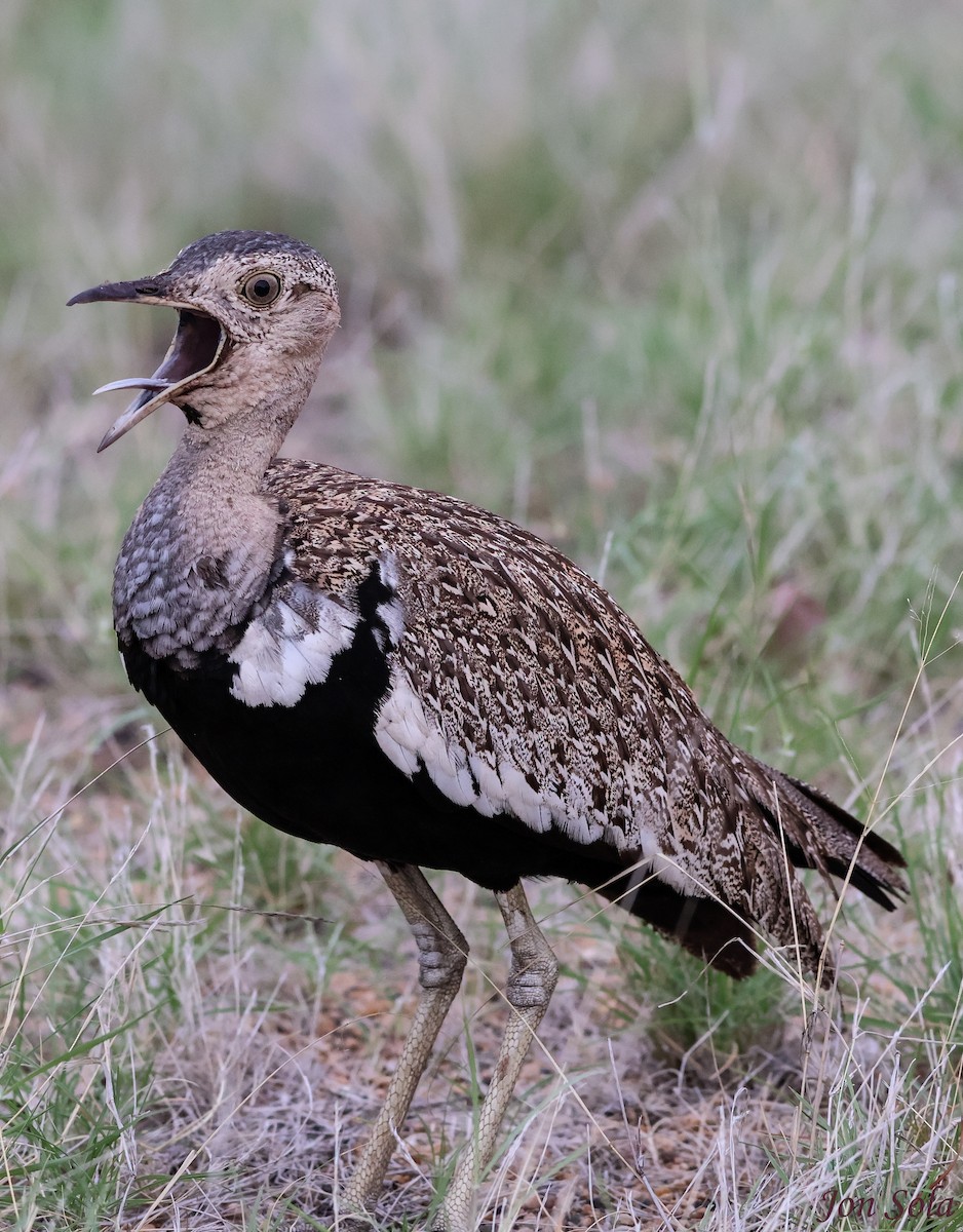 Red-crested Bustard - ML623879938