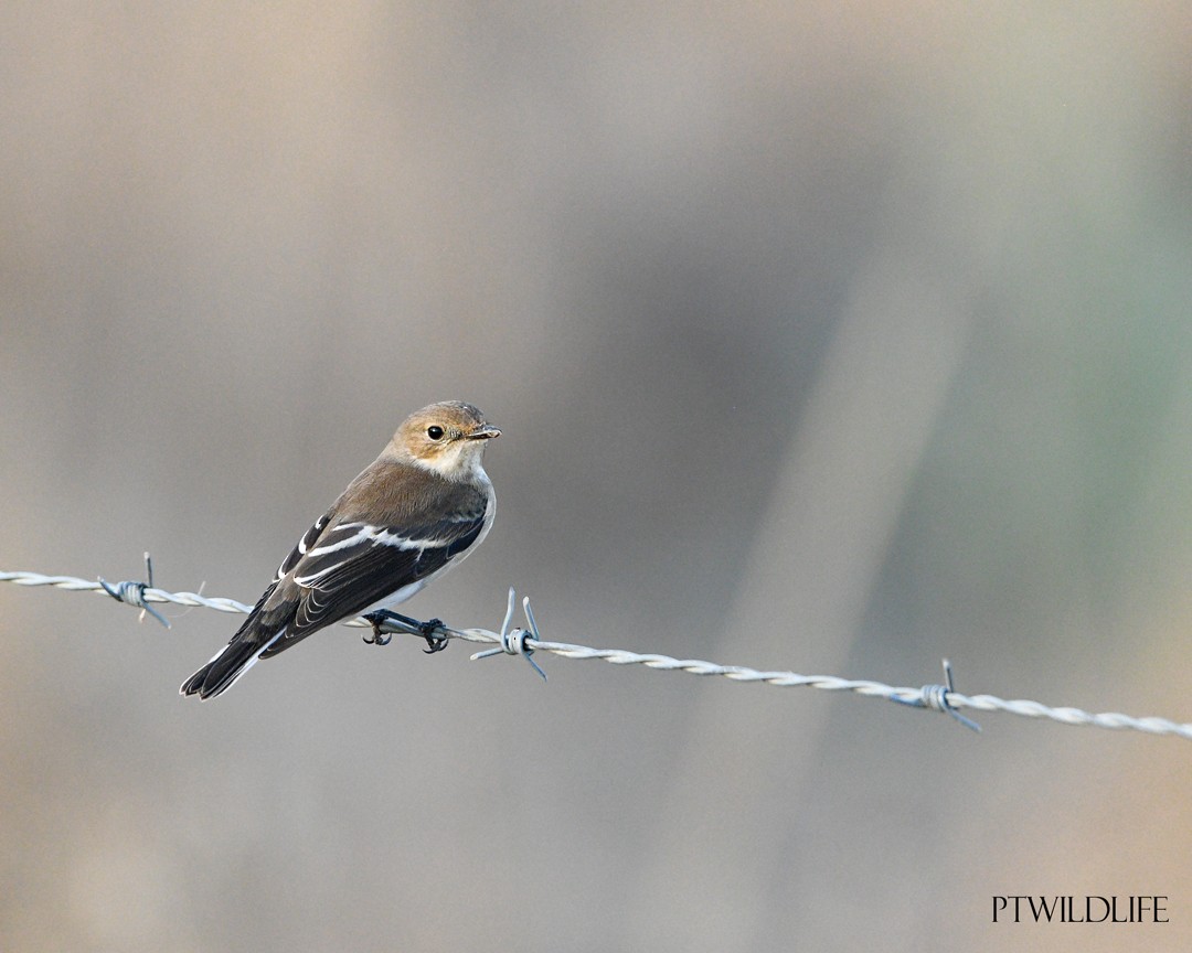 European Pied Flycatcher - ML623879939