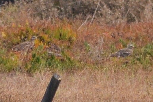 Eurasian Thick-knee - Paulo  Roncon