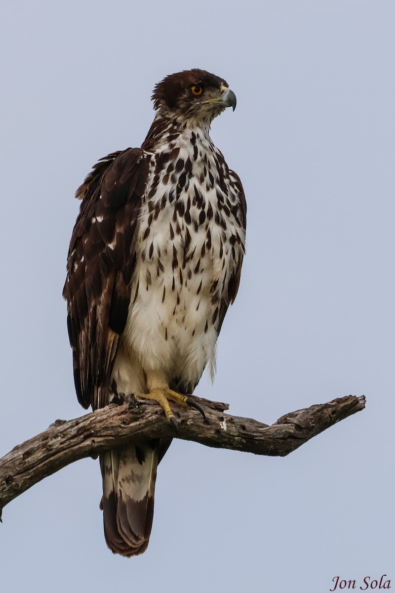 African Hawk-Eagle - ML623879944