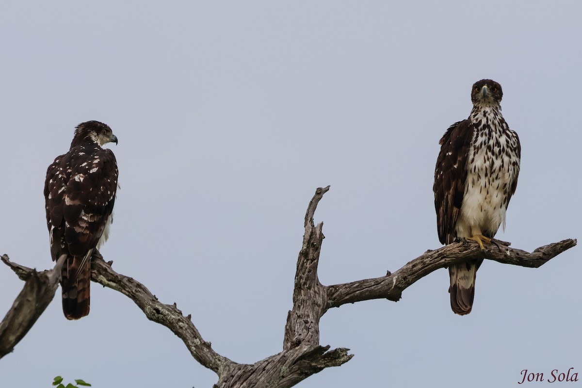 African Hawk-Eagle - ML623879945