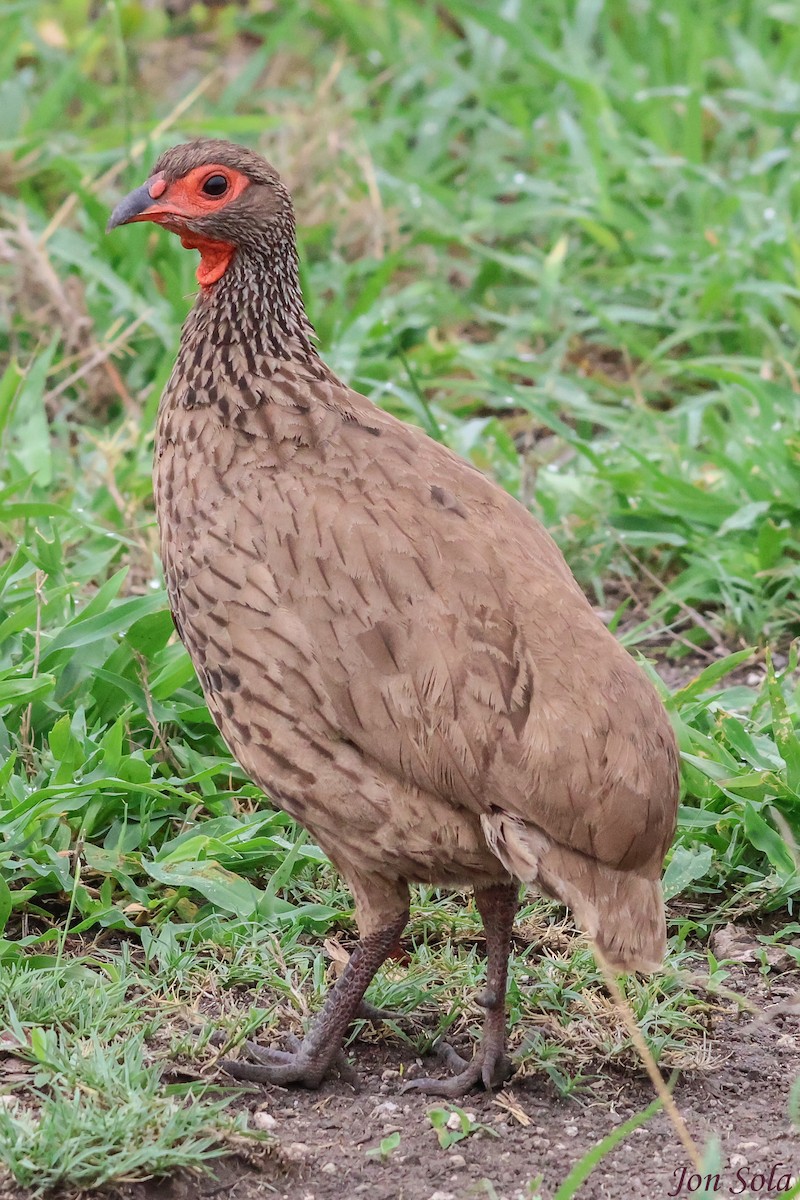 Swainson's Spurfowl - ML623879947