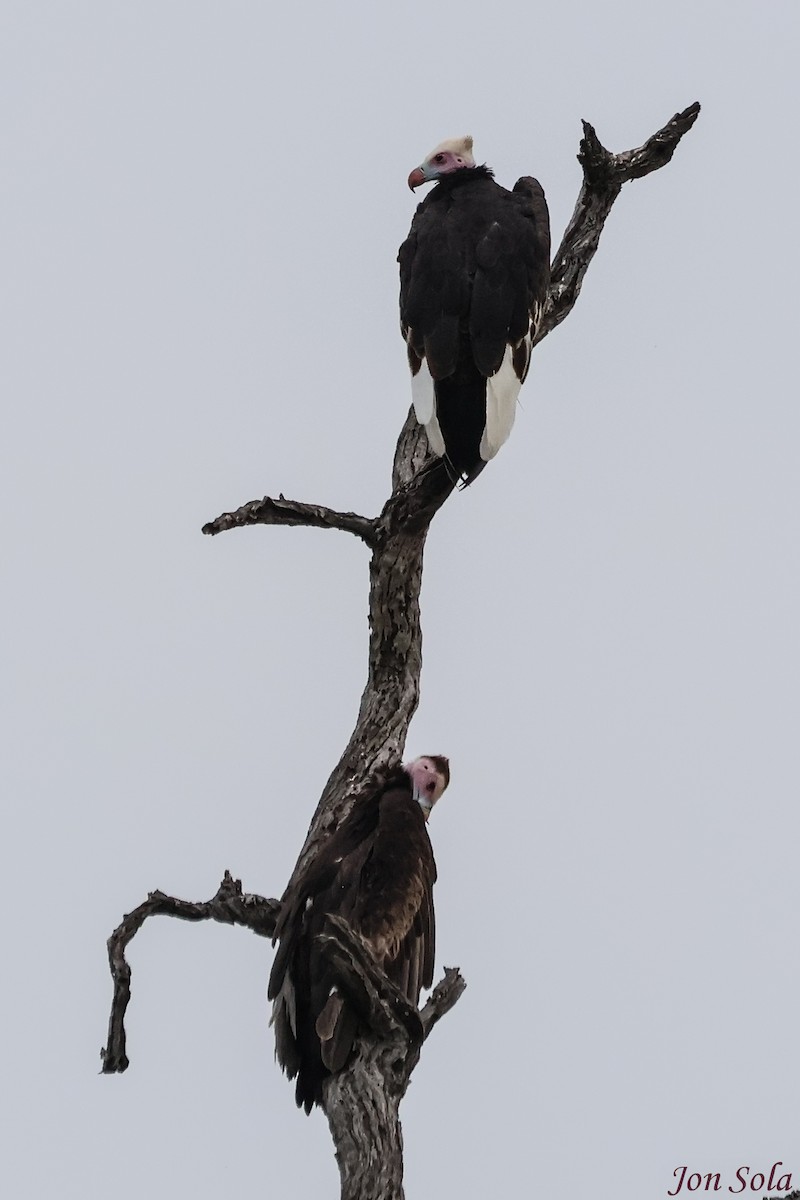 White-headed Vulture - ML623879956