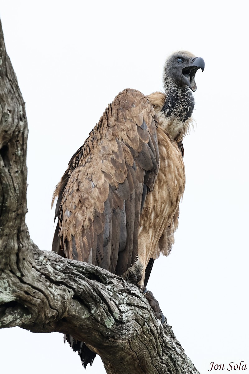 White-backed Vulture - ML623879958