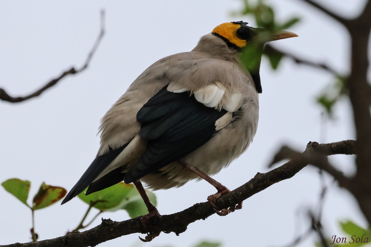 Wattled Starling - ML623879966