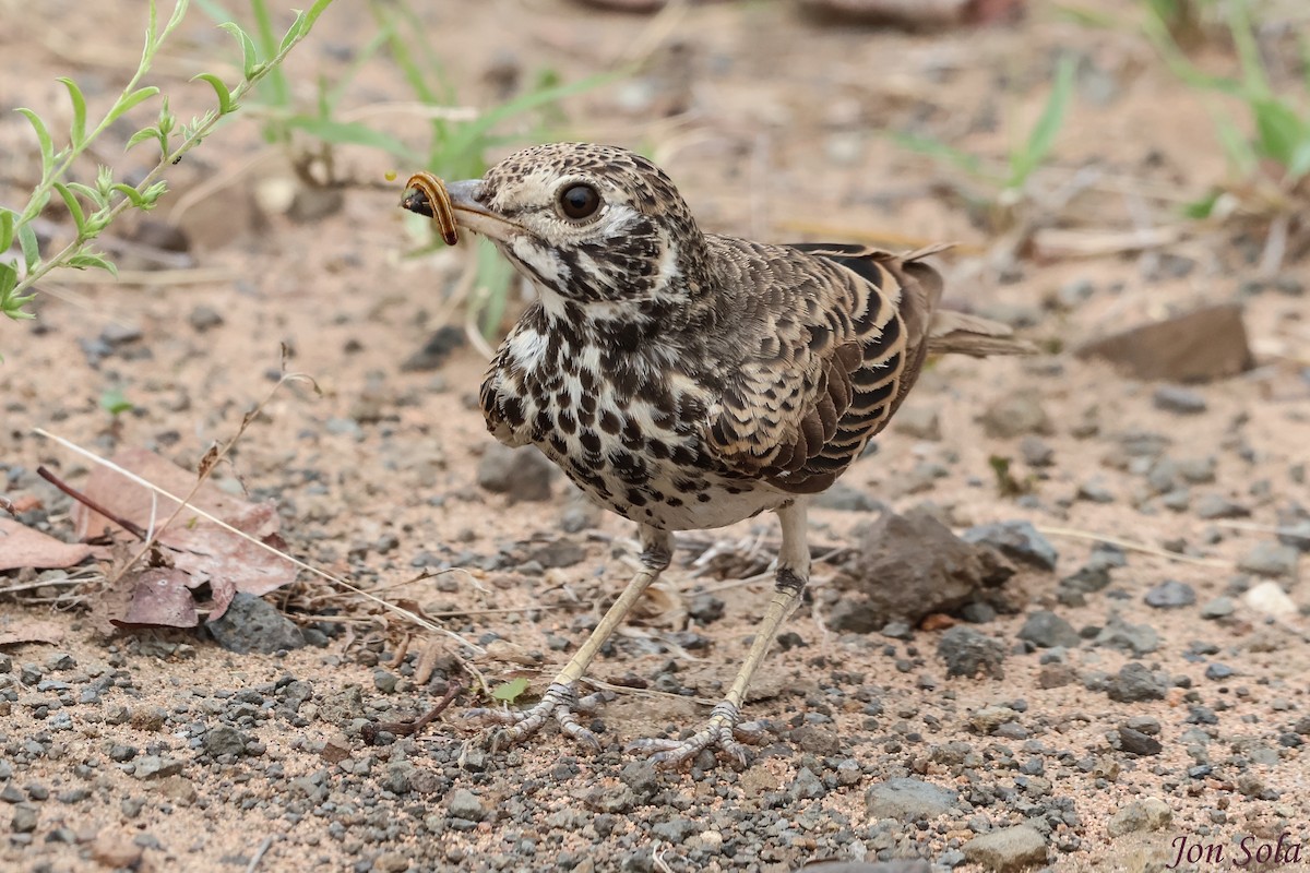 Dusky Lark - ML623879980