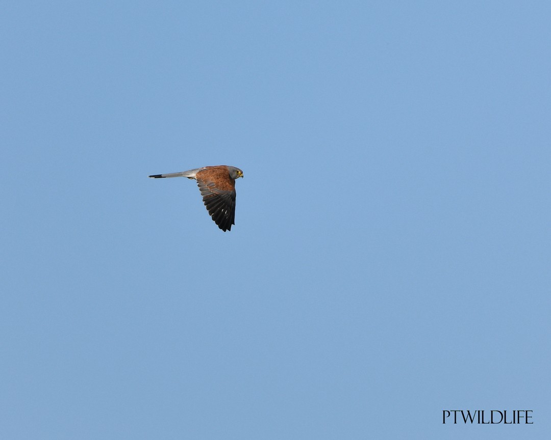 Lesser Kestrel - ML623879983