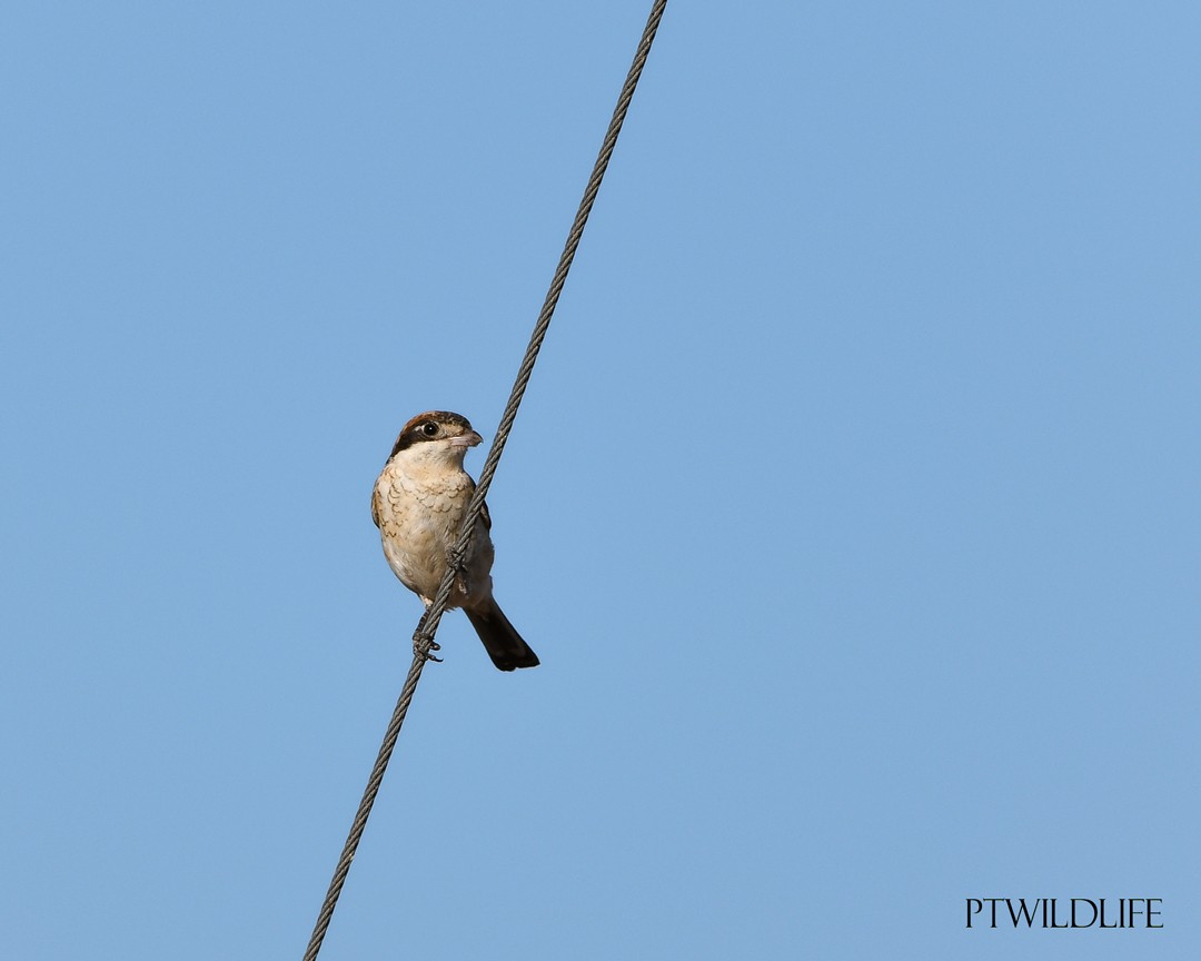 Woodchat Shrike - ML623879986