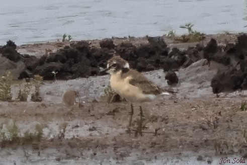 Kittlitz's Plover - ML623879990