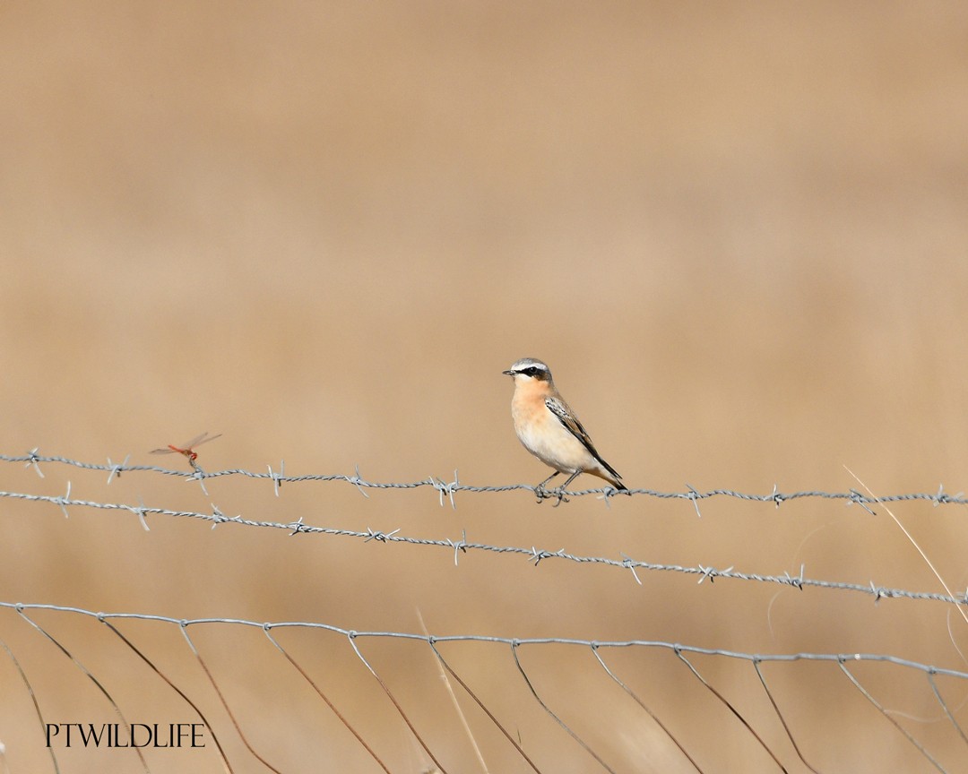 Northern Wheatear - ML623880002