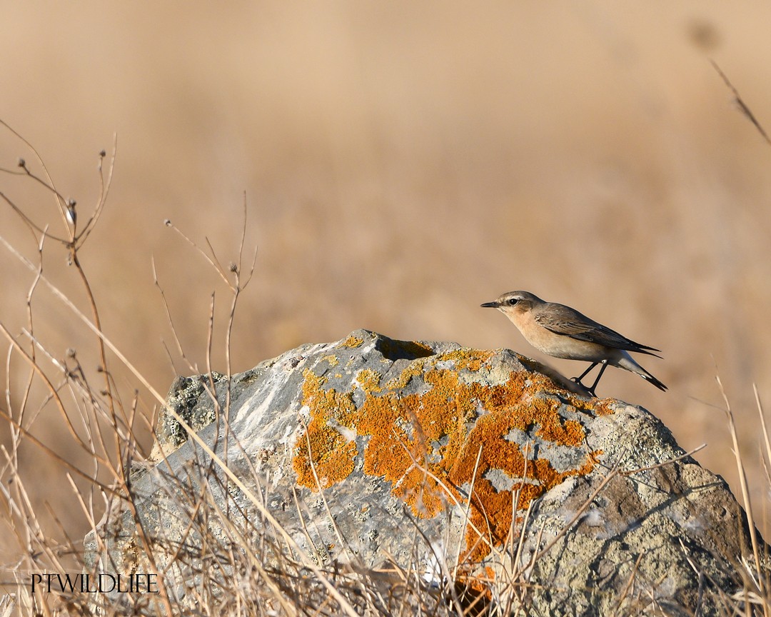 Northern Wheatear - ML623880003