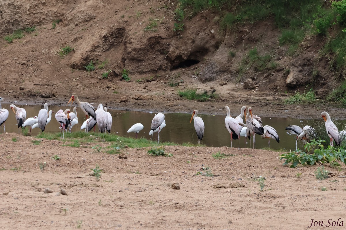 Yellow-billed Stork - ML623880008