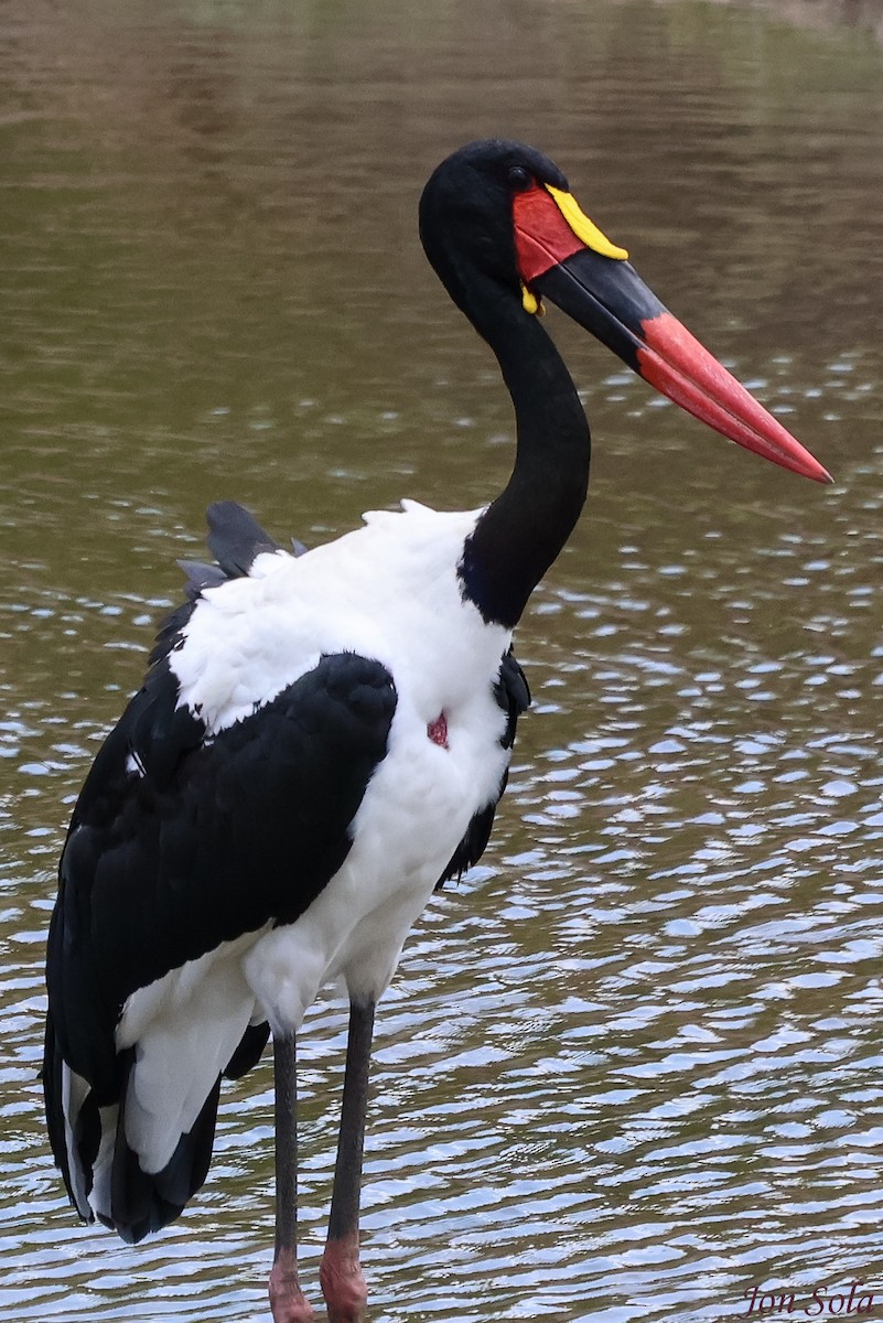 Saddle-billed Stork - ML623880014