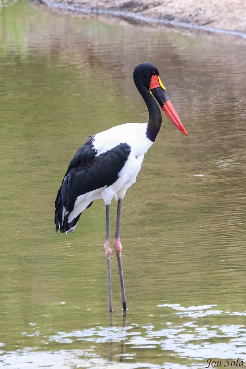 Saddle-billed Stork - ML623880015