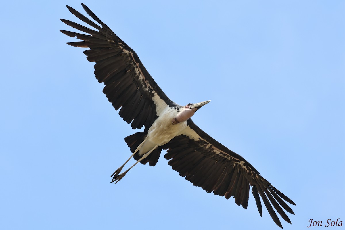 Marabou Stork - ML623880018